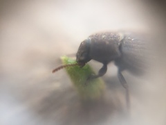 Tenebrionidae