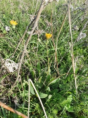 Cichorieae