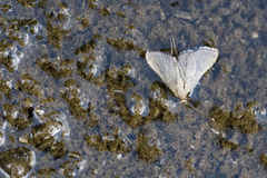 Endotricha nicobaralis