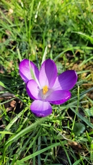 Crocus