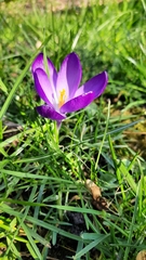 Crocus