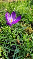 Crocus