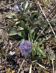 Globularia