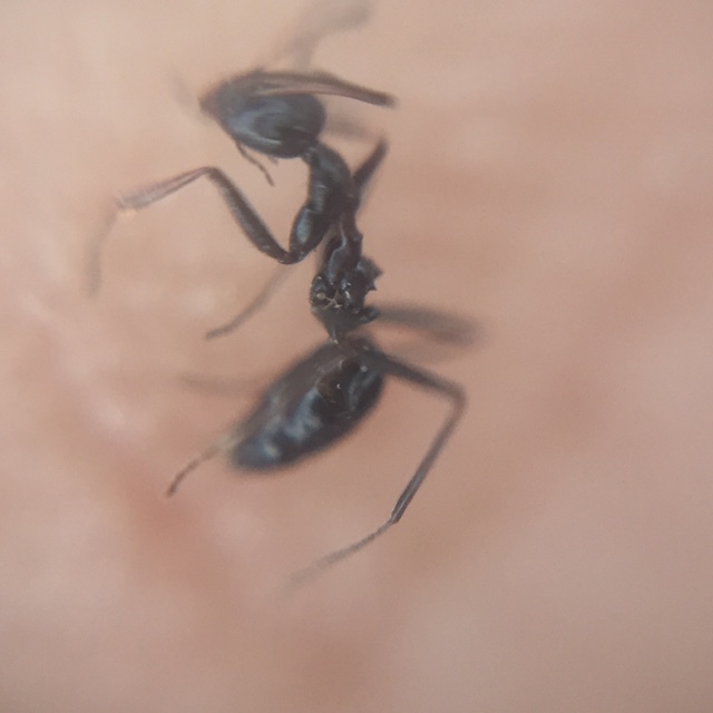 Lepisiota integra