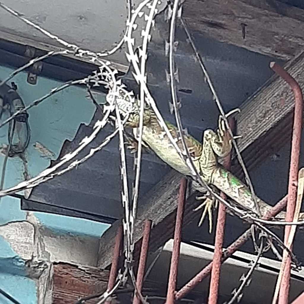 green-iguana-from-st-joseph-trinidad-and-tobago-on-march-11-2022-at