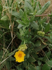 Calendula arvensis