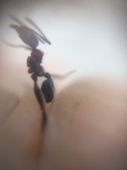 Pheidole sharpi