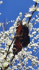 Aglais io