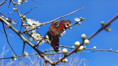 Aglais io