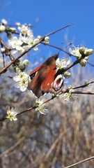 Aglais io