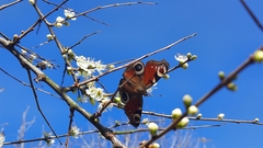Aglais io