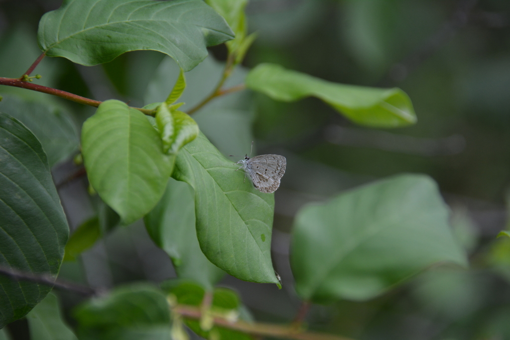Spring Azure