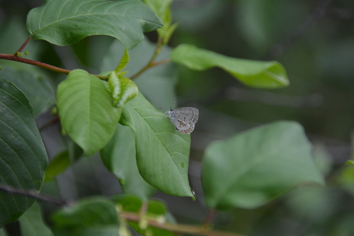 Spring Azure