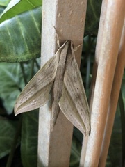 Xylophanes anubus