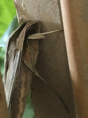 Xylophanes anubus