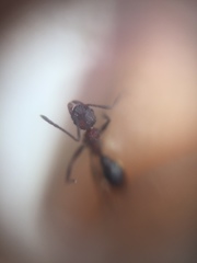 Pheidole sharpi