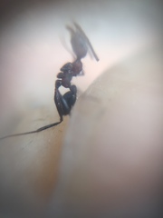 Pheidole sharpi