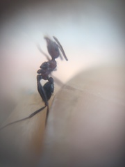 Pheidole sharpi