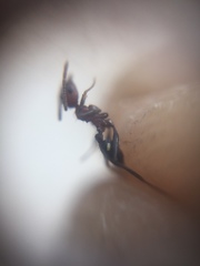 Pheidole sharpi