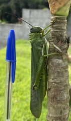 Tropidacris cristata grandis