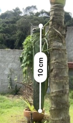 Tropidacris cristata grandis