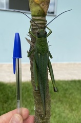 Tropidacris cristata grandis