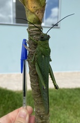 Tropidacris cristata grandis