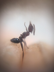 Pheidole sharpi