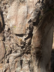 Bunochelis spinifera