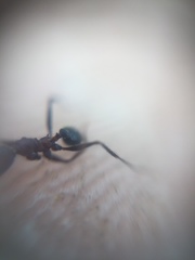 Pheidole sharpi