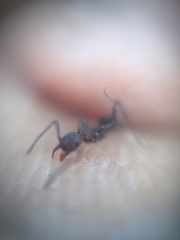 Pheidole sharpi