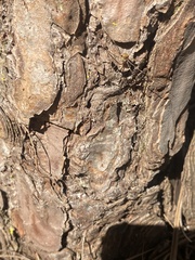 Bunochelis spinifera