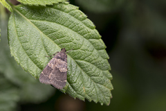 Hydrillodes nilgirialis