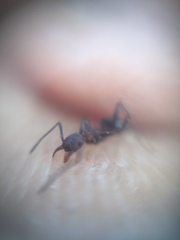 Pheidole sharpi