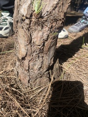 Bunochelis spinifera