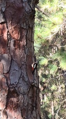 Dendrocopos major canariensis