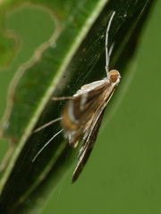 Strepsinoma croesusalis
