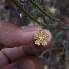 Hibiscus hirtus