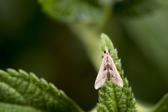 Diasemia