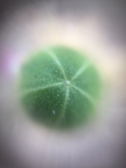 Hibiscus hirtus