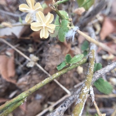 Hibiscus hirtus