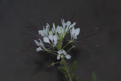 Cleome spinosa