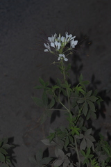 Cleome spinosa