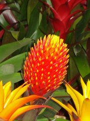 Guzmania conifera