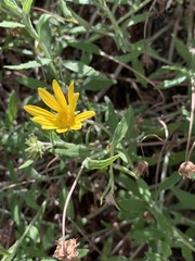 Arctotis scabra, photograph Dave Richardson, CC BY, iNaturalist via GBIF