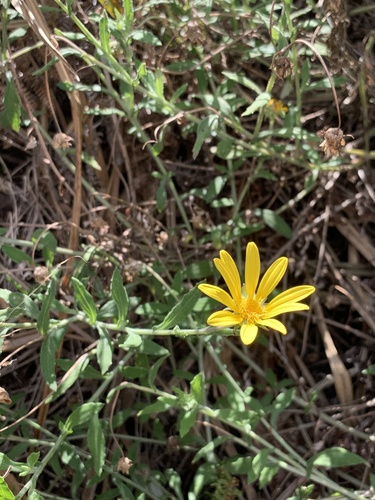Arctotis scabra, photograph 2