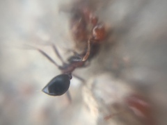 Monomorium indicum