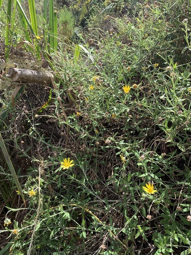 Arctotis scabra, photograph 3