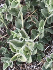 Mirabilis tenuiloba