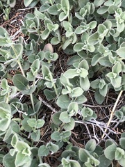 Mirabilis tenuiloba
